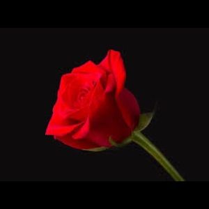 Meet your Posher, Rose